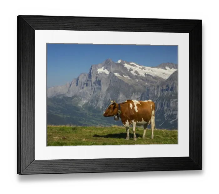 Framed Print : Switzerland, Bern Canton, Mannlichen area, Swiss cows in alpine setting; Wetterhorn Framed Print : Switzerland, Bern Canton, Mannlichen area, Swiss cows in alpine setting; Wetterhorn