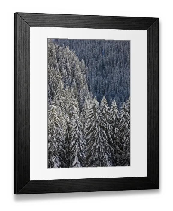 Framed Print : Conifer forest in fresh snow in KientalThe valley Kiental is part of the UNESO heritage
