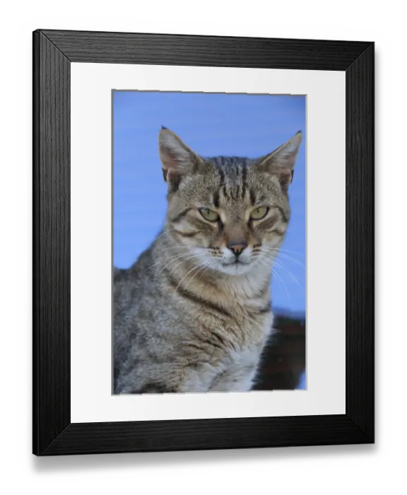 Framed Print : Republic of Macedonia, Ohrid and Lake Ohrid, cat Framed Print : Republic of Macedonia, Ohrid and Lake Ohrid, cat
