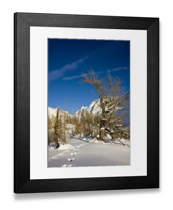 Framed Print : Animal tracks in deep snow in winter landscape with larch tree forest in the Loetschental (Valais) Framed Print : Animal tracks in deep snow in winter landscape with larch tree forest in the Loetschental (Valais)