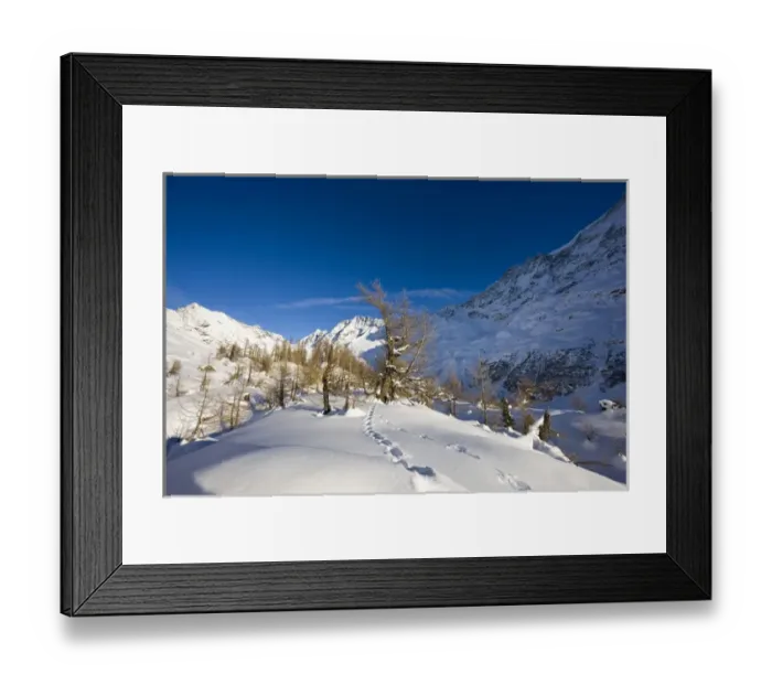 Framed Print : Animal tracks in deep snow in winter landscape with larch tree forest in the Loetschental (Valais)