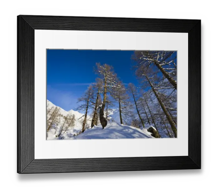 Framed Print : Winter landscape with larch tree forest in the Loetschental (Valais)