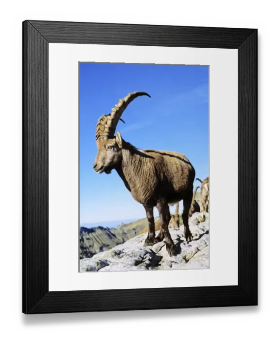 Framed Print : Alpine Ibex (Capra ibex) in fall, autumn, portrait of bull. Europe, Switzerland Framed Print : Alpine Ibex (Capra ibex) in fall, autumn, portrait of bull. Europe, Switzerland