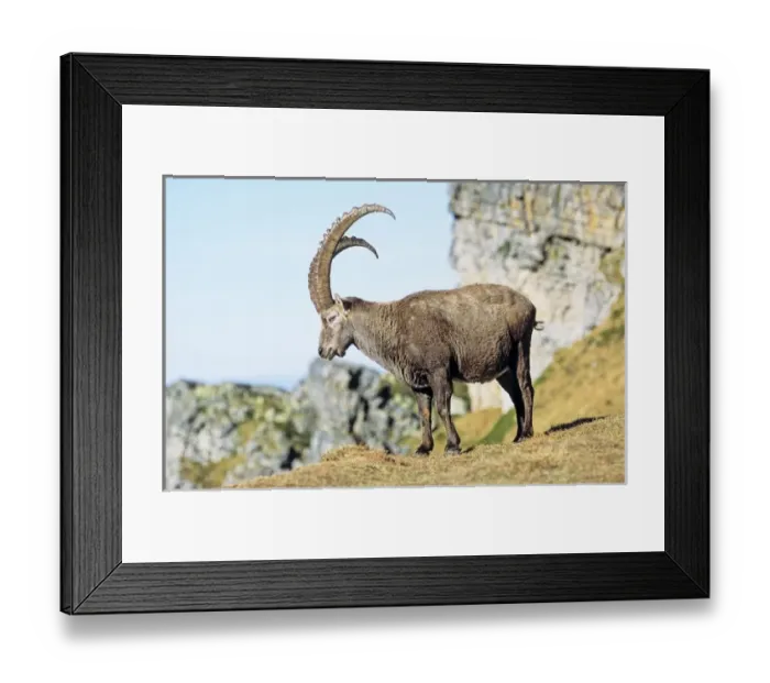 Framed Print : Alpine Ibex (Capra ibex) in fall, autumn. Europe, Switzerland, Bernese Oberland, October Framed Print : Alpine Ibex (Capra ibex) in fall, autumn. Europe, Switzerland, Bernese Oberland, October