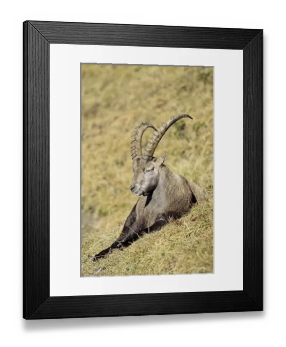 Framed Print : Alpine Ibex (Capra ibex) bull resting on meadow in fall, autumn. Europe, Switzerland Framed Print : Alpine Ibex (Capra ibex) bull resting on meadow in fall, autumn. Europe, Switzerland