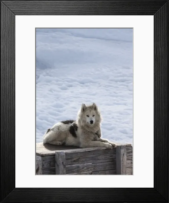 Framed Print : Greenland, Disko Bay, Ilulissat, Greenland Sled Dogs, canis lupis familiaris