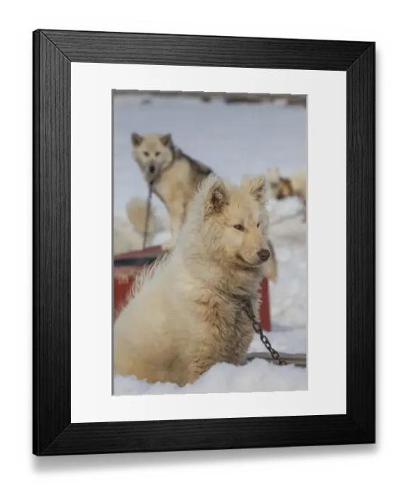 Framed Print : Greenland, Disko Bay, Ilulissat, Greenland Sled Dogs, canis lupis familiaris Framed Print : Greenland, Disko Bay, Ilulissat, Greenland Sled Dogs, canis lupis familiaris