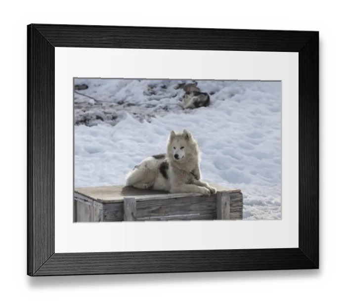 Framed Print : Greenland, Disko Bay, Ilulissat, Greenland Sled Dogs, canis lupis familiaris Framed Print : Greenland, Disko Bay, Ilulissat, Greenland Sled Dogs, canis lupis familiaris