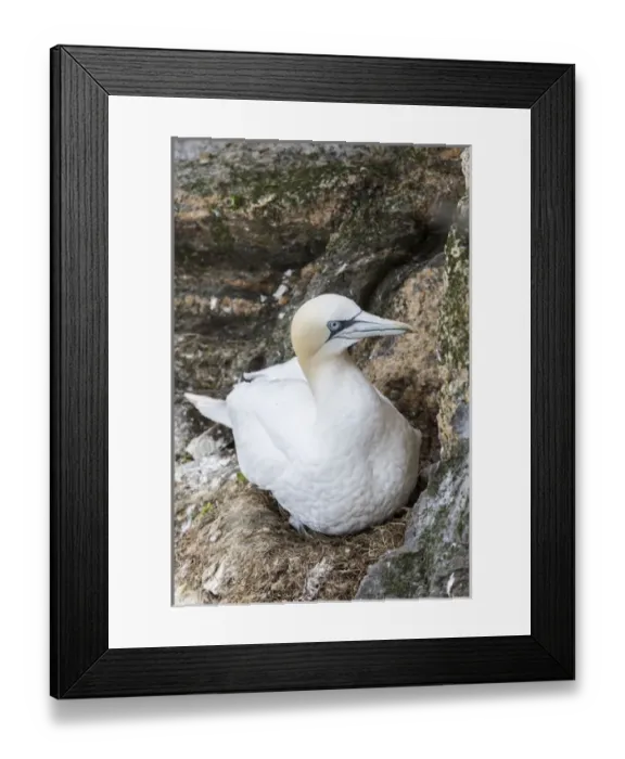 Framed Print : Northern Gannet (Morus bassanus) in the cliffs of Hermaness bird reserve on the island of Unst Framed Print : Northern Gannet (Morus bassanus) in the cliffs of Hermaness bird reserve on the island of Unst