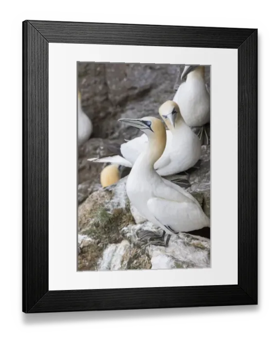 Framed Print : Northern Gannet (Morus bassanus) in the cliffs of Hermaness bird reserve on the island of Unst