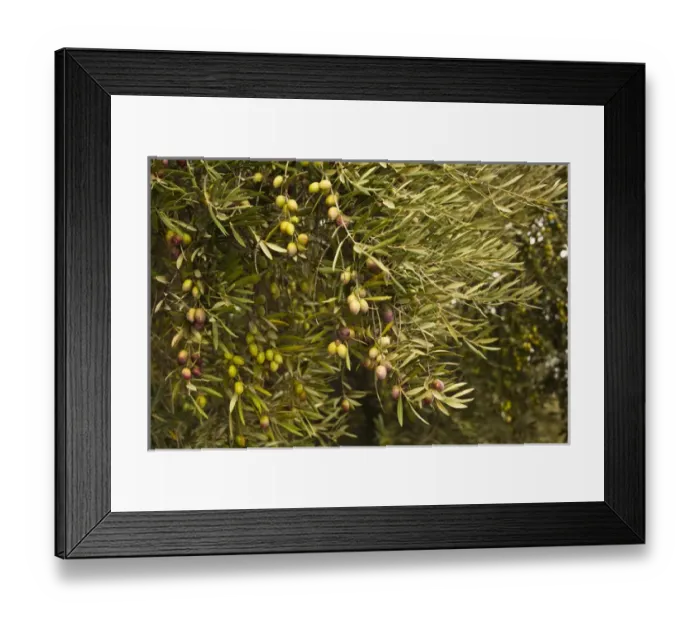 Framed Print : Spain, Andalucia Region, Jaen Province, Jaen-area, olive trees