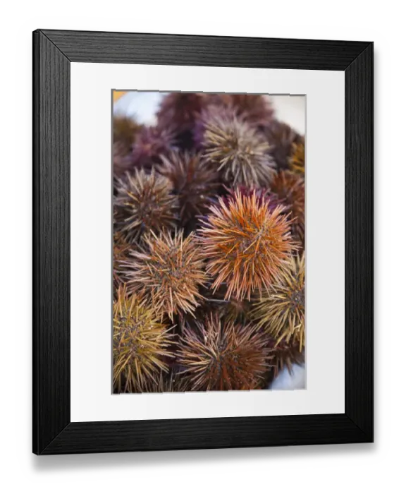 Framed Print : Spain, Andalucia Region, Cadiz Province, Cadiz, sea urchins for sale Framed Print : Spain, Andalucia Region, Cadiz Province, Cadiz, sea urchins for sale