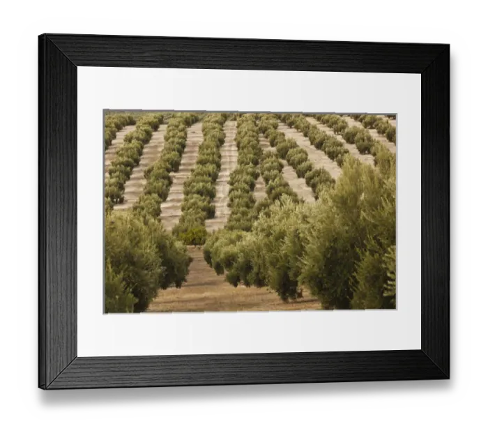 Framed Print : Spain, Andalucia Region, Jaen Province, Jaen-area, olive trees