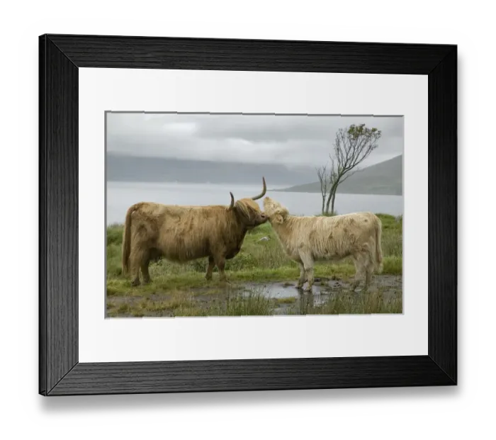 Framed Print : Scotland, Highland cows courting and grooming