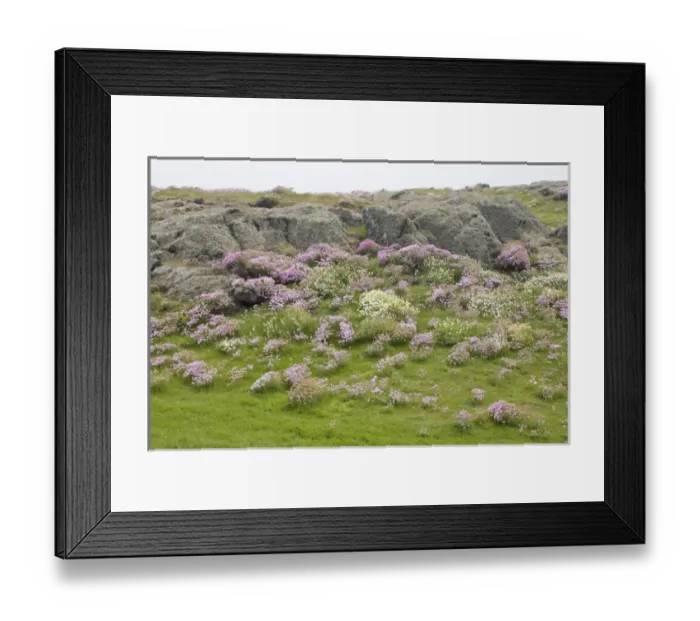 Framed Print : Europe, Scotland, Isle of May. Scenic of pink and white wildflowers and lichen-covered boulders Framed Print : Europe, Scotland, Isle of May. Scenic of pink and white wildflowers and lichen-covered boulders