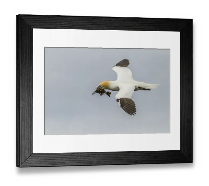Framed Print : Europe, Scotland, Shetland Islands. Flying gannet with nesting material. Credit as Framed Print : Europe, Scotland, Shetland Islands. Flying gannet with nesting material. Credit as
