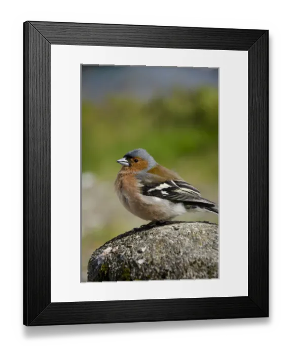 Framed Print : Scotland, Inner Hebrides, Isle of Skye, Armadale Framed Print : Scotland, Inner Hebrides, Isle of Skye, Armadale