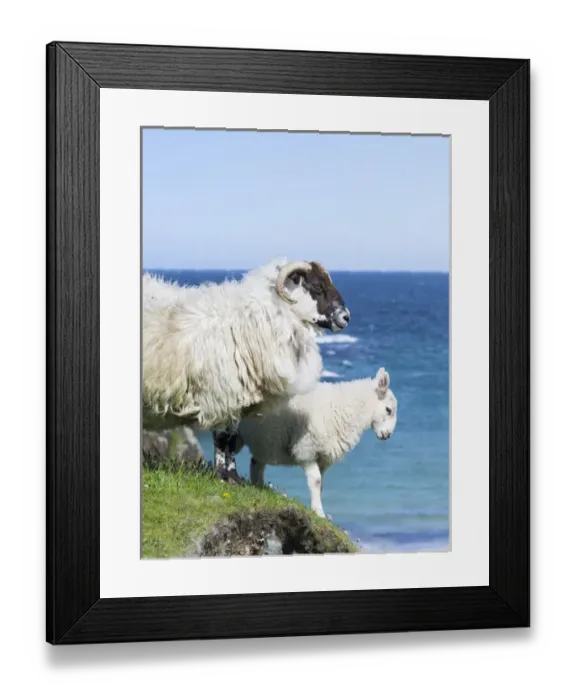 Framed Print : Sheep (Scottish Blackface) on the Isle of Harris, home of the Harris Tweed. Only Cheviot Framed Print : Sheep (Scottish Blackface) on the Isle of Harris, home of the Harris Tweed. Only Cheviot