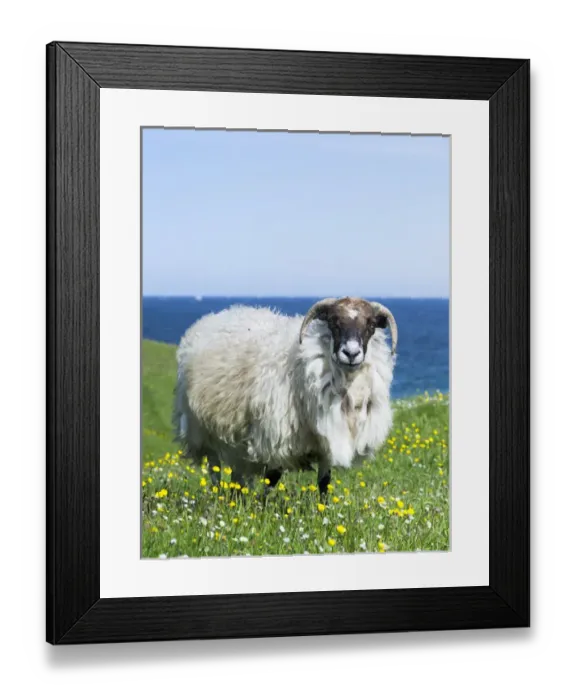 Framed Print : Sheep (Scottish Blackface) on the Isle of Harris, home of the Harris Tweed, grazing in Machair