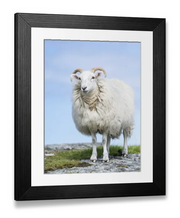 Framed Print : Sheep (Cheviot) on the Isle of Harris, home of the Harris Tweed
