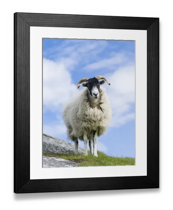 Framed Print : Sheep (Cheviot) on the Isle of Harris, home of the Harris Tweed