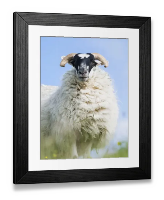 Framed Print : Sheep (Cheviot) on the Isle of Harris, home of the Harris Tweed Framed Print : Sheep (Cheviot) on the Isle of Harris, home of the Harris Tweed