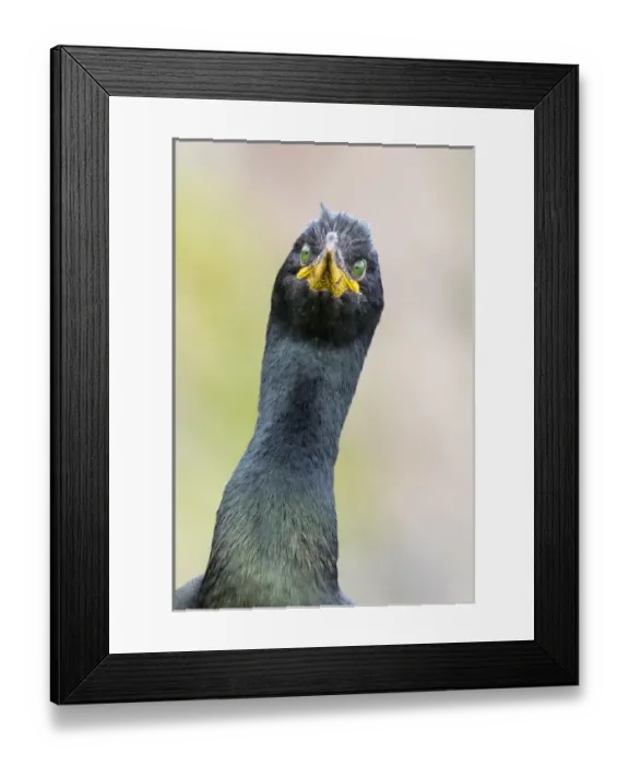 Framed Print : European Shag or Common Shag (Phalacrocorax aristotelis) on the Shetland Islands in Scotland Framed Print : European Shag or Common Shag (Phalacrocorax aristotelis) on the Shetland Islands in Scotland