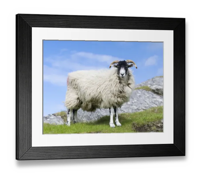 Framed Print : Sheep (Cheviot) on the Isle of Harris, home of the Harris Tweed Framed Print : Sheep (Cheviot) on the Isle of Harris, home of the Harris Tweed