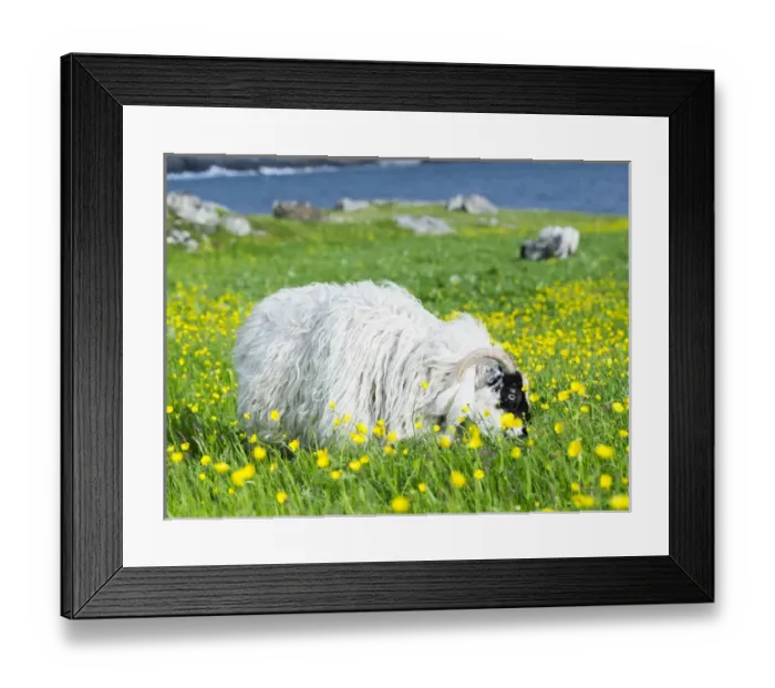 Framed Print : Sheep (Scottish Blackface) on the Isle of Harris, home of the Harris Tweed, grazing in Machair Framed Print : Sheep (Scottish Blackface) on the Isle of Harris, home of the Harris Tweed, grazing in Machair