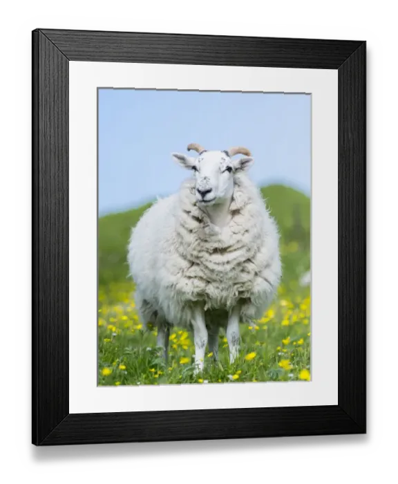 Framed Print : Sheep (Scottish Blackface) on the Isle of Harris, home of the Harris Tweed, grazing in Machair Framed Print : Sheep (Scottish Blackface) on the Isle of Harris, home of the Harris Tweed, grazing in Machair