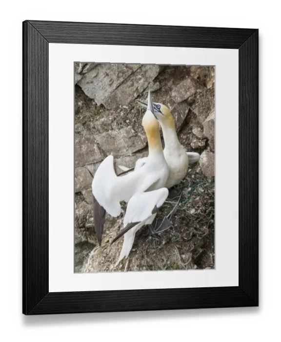 Framed Print : Northern Gannet (Morus bassanus) in the cliffs of Hermaness bird reserve on the island of Unst Framed Print : Northern Gannet (Morus bassanus) in the cliffs of Hermaness bird reserve on the island of Unst