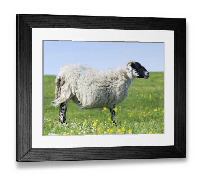 Framed Print : Sheep (Scottish Blackface) on the Isle of Harris, home of the Harris Tweed, grazing in Machair Framed Print : Sheep (Scottish Blackface) on the Isle of Harris, home of the Harris Tweed, grazing in Machair