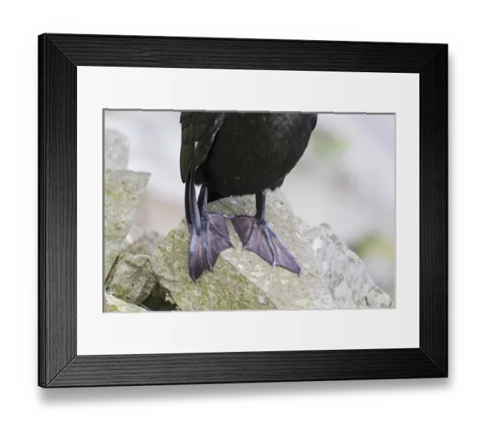 Framed Print : European Shag or Common Shag (Phalacrocorax aristotelis) on the Shetland Islands in Scotland