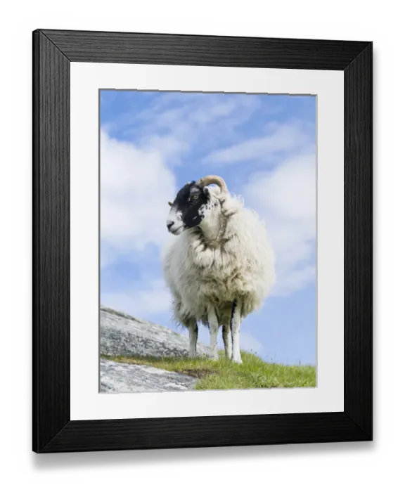 Framed Print : Sheep (Cheviot) on the Isle of Harris, home of the Harris Tweed