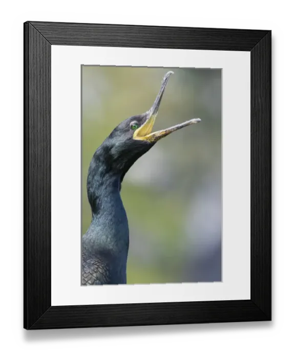 Framed Print : European Shag or Common Shag (Phalacrocorax aristotelis) on the Shetland Islands in Scotland Framed Print : European Shag or Common Shag (Phalacrocorax aristotelis) on the Shetland Islands in Scotland
