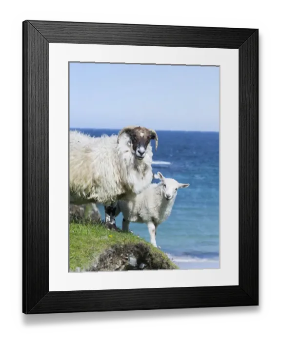 Framed Print : Sheep (Scottish Blackface) on the Isle of Harris, home of the Harris Tweed. Only Cheviot