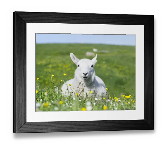 Framed Print : Sheep (Cheviot) on the Isle of Harris, home of the Harris Tweed, grazing in Machair