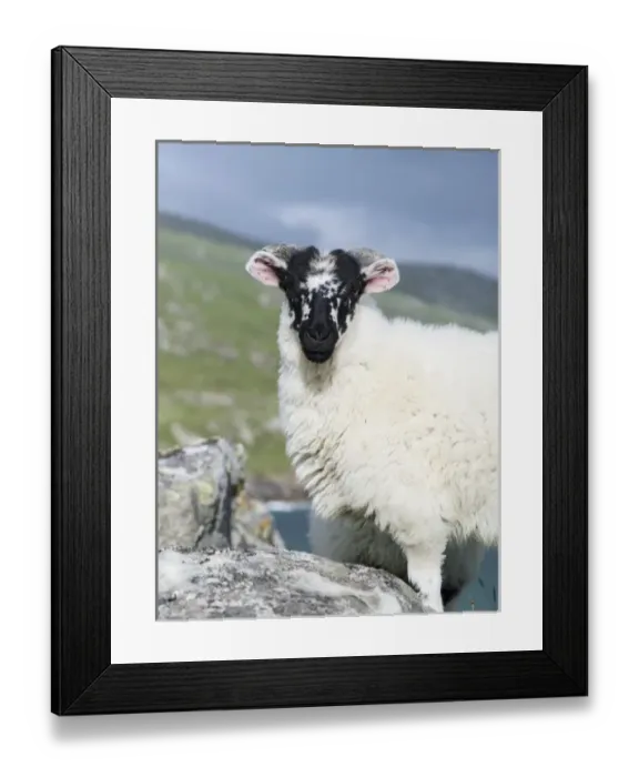 Framed Print : Sheep (Cheviot) on the Isle of Harris, home of the Harris Tweed, young ram. Only Cheviot Framed Print : Sheep (Cheviot) on the Isle of Harris, home of the Harris Tweed, young ram. Only Cheviot