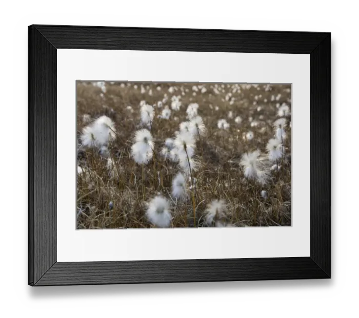Framed Print : Arctic Cotton Grass Bredefjord North East Greenland National Park Greenland