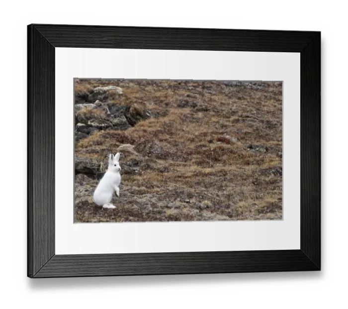 Framed Print : Arctic hare (Lepus articus) Franz Joseph Fjord - North East Greenland National Park