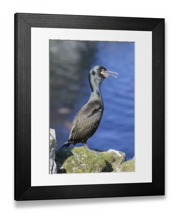 Framed Print : European Shag or Common Shag (Phalacrocorax aristotelis) on the Shetland Islands in Scotland Framed Print : European Shag or Common Shag (Phalacrocorax aristotelis) on the Shetland Islands in Scotland