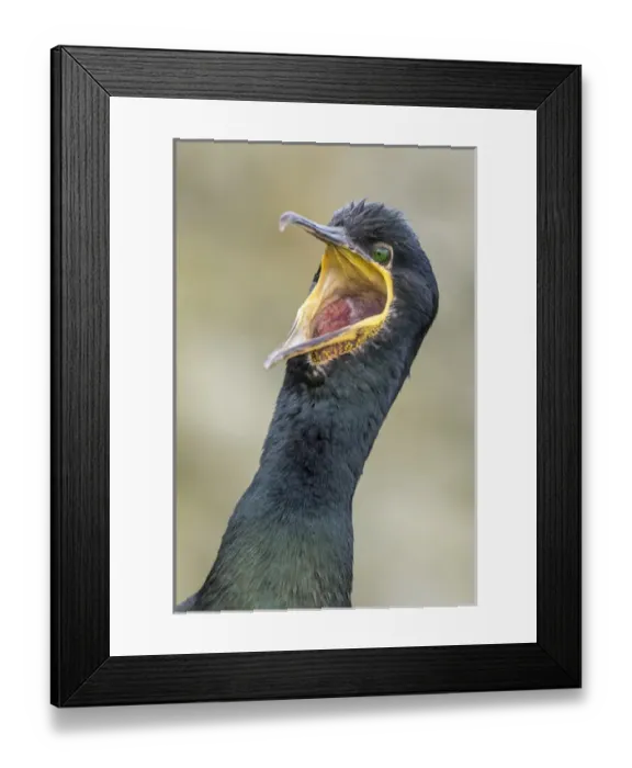 Framed Print : European Shag or Common Shag (Phalacrocorax aristotelis) on the Shetland Islands in Scotland