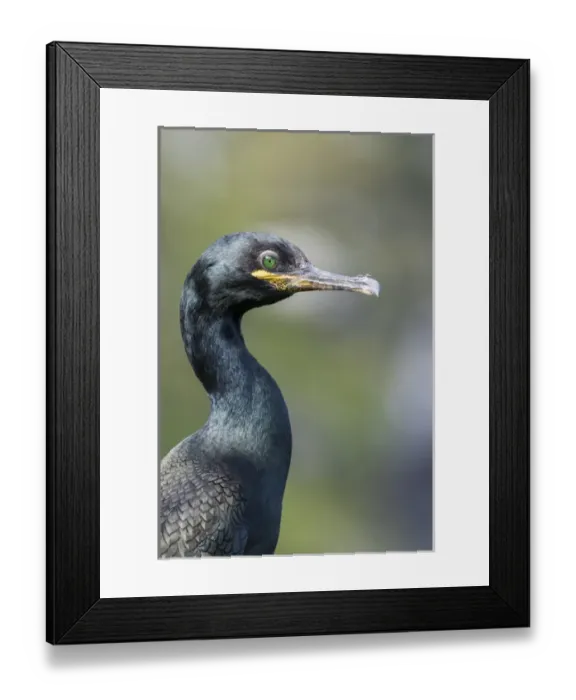Framed Print : European Shag or Common Shag (Phalacrocorax aristotelis) on the Shetland Islands in Scotland