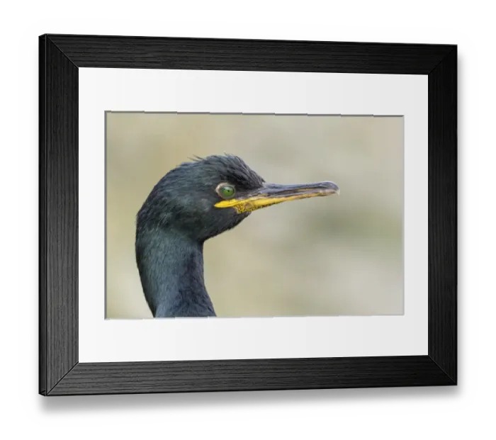 Framed Print : European Shag or Common Shag (Phalacrocorax aristotelis) on the Shetland Islands in Scotland Framed Print : European Shag or Common Shag (Phalacrocorax aristotelis) on the Shetland Islands in Scotland