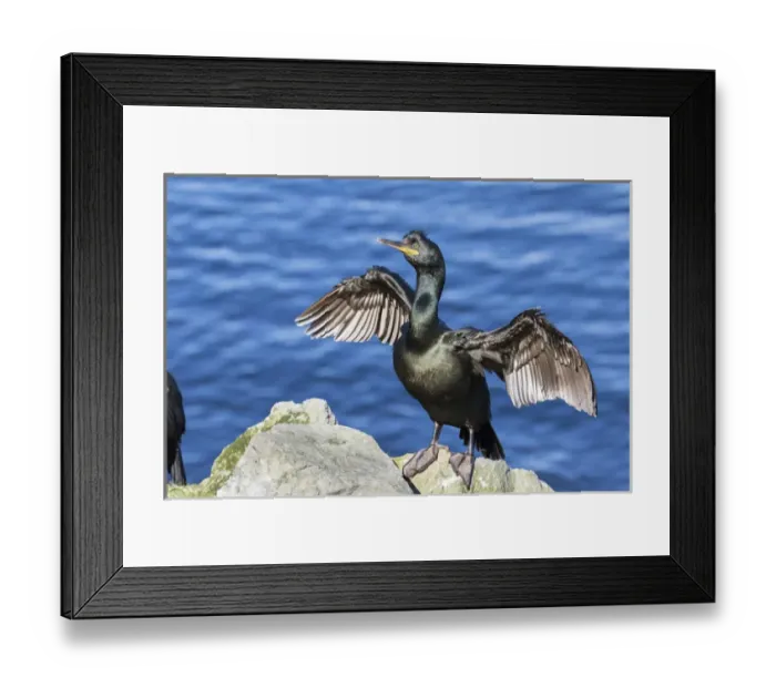 Framed Print : European Shag or Common Shag (Phalacrocorax aristotelis) on the Shetland Islands in Scotland Framed Print : European Shag or Common Shag (Phalacrocorax aristotelis) on the Shetland Islands in Scotland