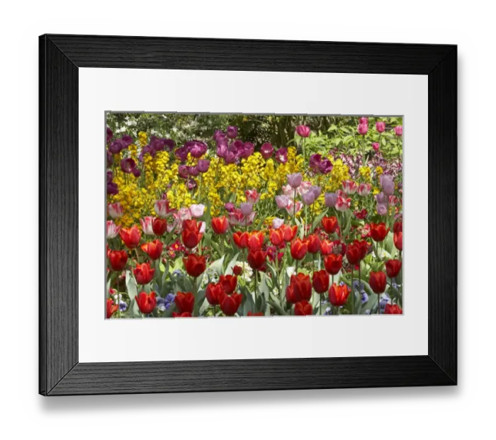 Framed Print : Tulips in St Jamess Park, London, England, United Kingdom Framed Print : Tulips in St Jamess Park, London, England, United Kingdom