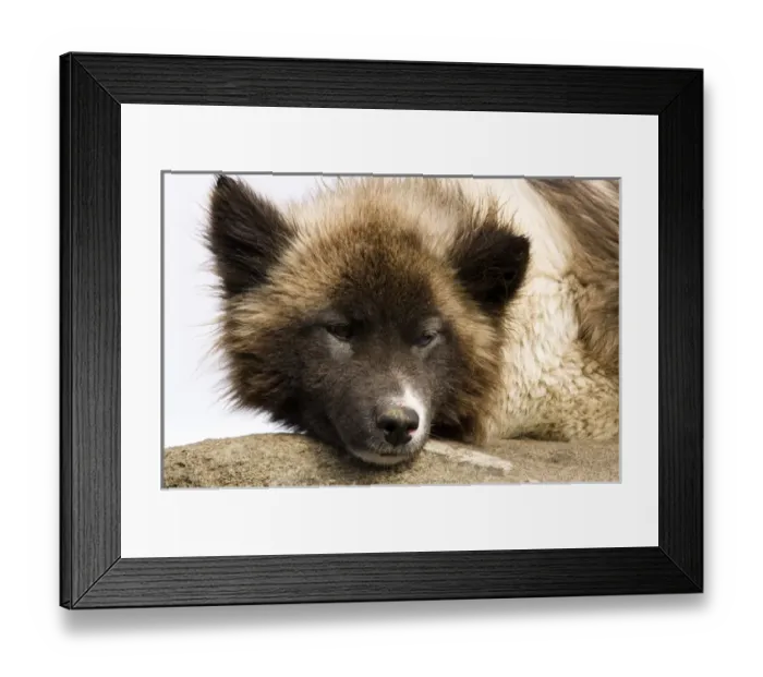 Framed Print : Husky dog Tasiilaq (Ammassalik) Greenland