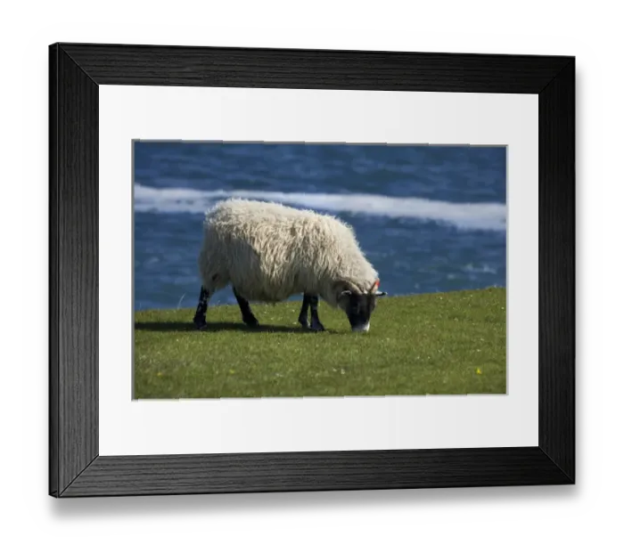 Framed Print : Sheep, England, United Kingdom Framed Print : Sheep, England, United Kingdom