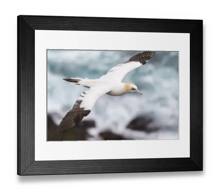 Framed Print : Northern Gannet (Morus bassanus) in the cliffs of Hermaness bird reserve on the island of Unst
