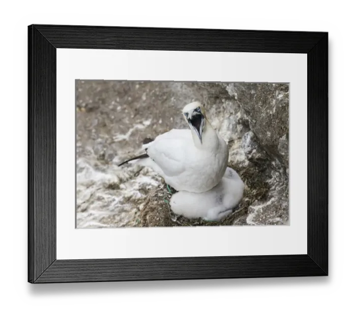 Framed Print : Northern Gannet (Morus bassanus) with chick in the cliffs of Hermaness bird reserve Framed Print : Northern Gannet (Morus bassanus) with chick in the cliffs of Hermaness bird reserve